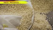 A Grumolo si soffia sul riso in cerca del giusto equilibrio