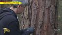 I dottori verdi che fanno l'endovena agli alberi