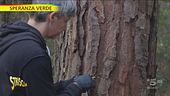 I dottori verdi che fanno l'endovena agli alberi