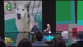 Sesso, calcio e il cane che dice: vaff…