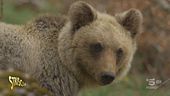 "Ambiente Ciovani", la lista degli animali a rischio estinzione