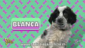 Il popolo di Striscia ha scelto: si chiama Blanca