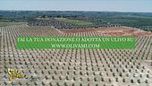 Riforestiamo il Salento: ecco il progetto Olivami