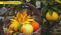 A Cisternino il giardino delle meraviglie della biodiversità