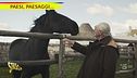 Il cavallo murgese della riserva naturale di Martina Franca