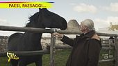 Il cavallo murgese della riserva naturale di Martina Franca