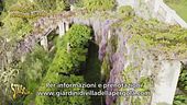 Glicini di Villa della Pergola, ecco la stagione della fioritura
