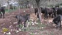 Trombetta suona l'allarme: salviamo i pony di Esperia