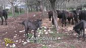 Trombetta suona l'allarme: salviamo i pony di Esperia