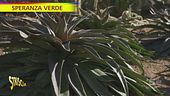 "Speranza verde", così nascono le nuove piante