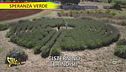 "Speranza verde": a Cisternino c'è la pianta della pace