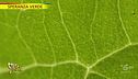 "Speranza verde": la clorofilla migliora la vita