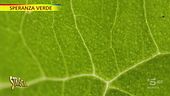 "Speranza verde": la clorofilla migliora la vita
