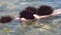 "Ambiente Ciovani", vietato pescare i ricci di mare