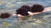 "Ambiente Ciovani", vietato pescare i ricci di mare