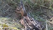 I volontari che salvano i cuccioli di capriolo