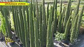 "Speranza verde" e i cipressi amati dai poeti