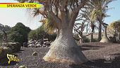 "Speranza verde" e la Beucarnea, una spugna naturale