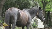 Pony di Esperia dei Monti Aurunci, si lavora per salvarli