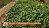 "Bollette alle stelle, smettiamo di coltivare basilico"