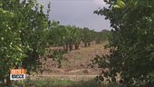In Sicilia sono a rischio le arance italiane