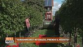 "Vendemmiare? No grazie, prendo il reddito"