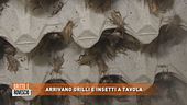 Arrivano i grilli e insetti a tavola