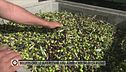 Energia troppo cara, le olive non si raccolgono: il nostro olio a rischio