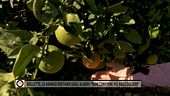 Bollette, le arance restano sugli alberi: "Non conviene più raccogliere"