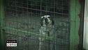 Ladri di case - A occupare sono 7 cani ma non si possono mandare via