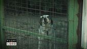 Ladri di case - A occupare sono 7 cani ma non si possono mandare via