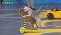 Sashimi e Lollipop: gli animali in monopattino