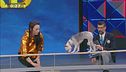 Lollipop: la cagnolina funambola