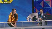 Lollipop: la cagnolina funambola