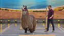 I lama saltatori