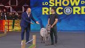 Calimero il mini horse