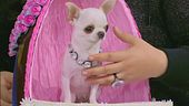 Pearl: la cagnolina più bassa del mondo
