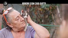 RUGGERI: La vita di Paola con duecento gatti
