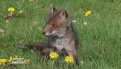 Un bellissimo cucciolo di volpe