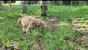 Impariamo divertendoci - Perché i cani mangiano l'erba?
