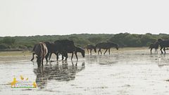 I cavallini della Giara