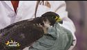 Il salvataggio di un falco pellegrino