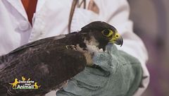 Il salvataggio di un falco pellegrino