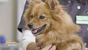 Consigli da pet lover a pet lover