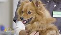 Consigli da pet lover a pet lover