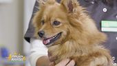 Consigli da pet lover a pet lover