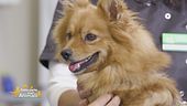 Consigli da pet lover a pet lover