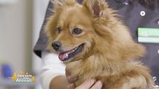 Consigli da pet lover a pet lover