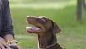 Il dobermann