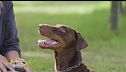 Il dobermann